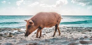 A pig runs through the sand on the beach in Curaçao