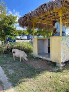 Pigs in Paradise - Curaçao Pig Beach | Curaçao Insider