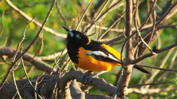 Symbolic image “Curaçao animals”: Trupial with yellow and black plumage sits on a branch.