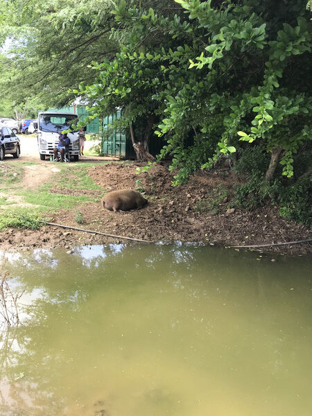 Pig lies at a pond at Playa Porto Mari in Curaçao