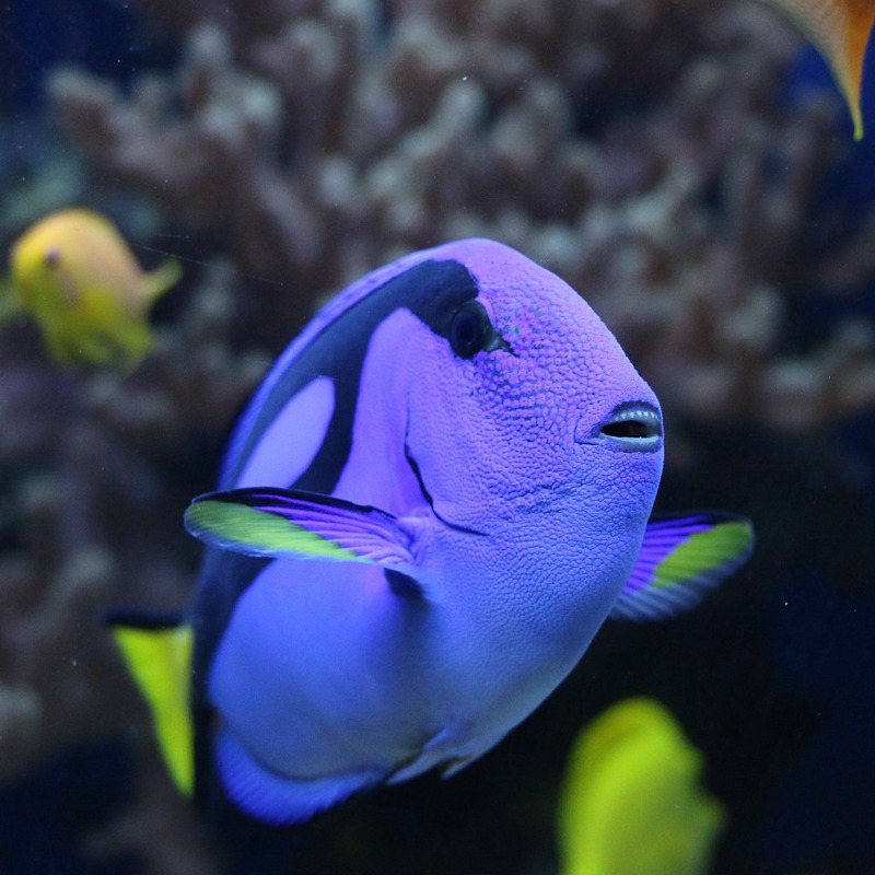 Ein blauer Doktorfisch schwimmt elegant durch das Meer am Playa Piskado. Seine Farben leuchten im kristallklaren Wasser.