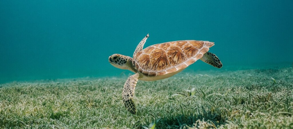 Symbolbild "Playa Piskado": Unterwasseraufnahme einer niedlichen Schildkröte, die über den Grund des Meeres schwimmt.