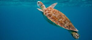 Symbolbild "Curaçao Schildkröten": Niedliche Schildkröte im blauen Ozean schwimmt an die Wasseroberfläche.