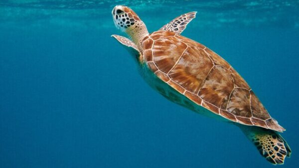 Symbolbild "Curaçao Schildkröten": Niedliche Schildkröte im blauen Ozean schwimmt an die Wasseroberfläche.